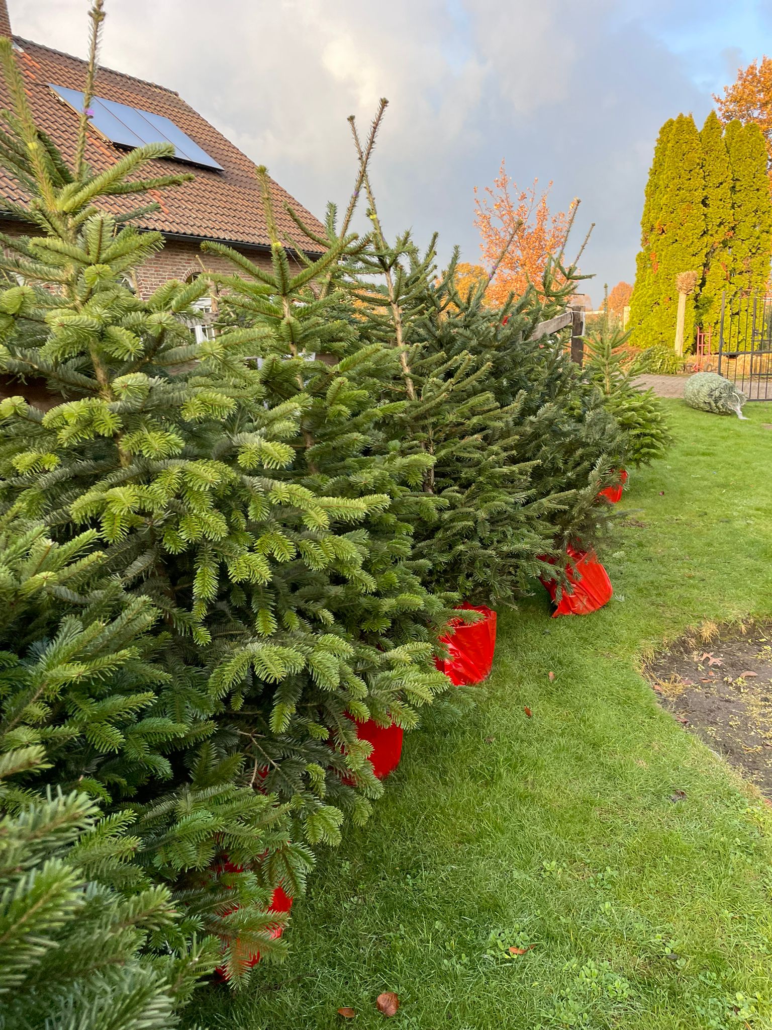 Kerstboom